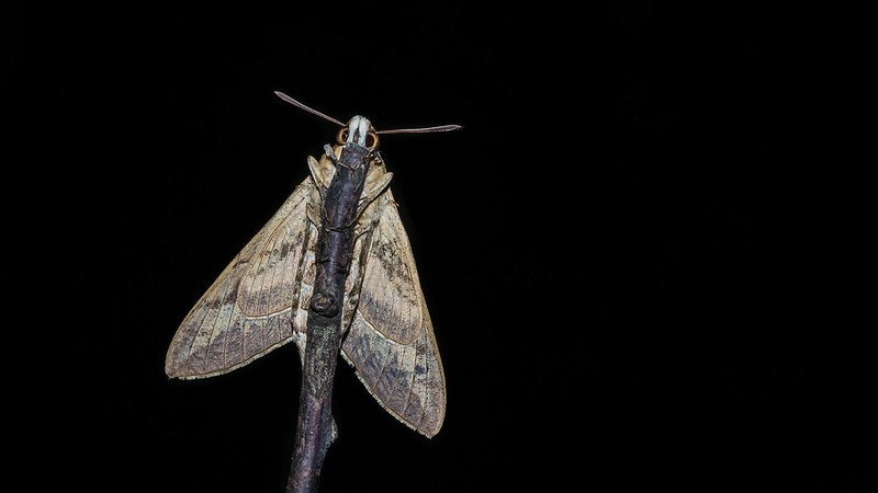 Striped hawk-moth.jpg